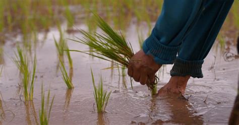 Hands With Rice Planting, Stock Video - Envato Elements