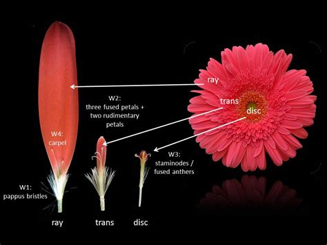 Inflorescence Head