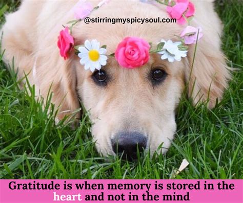 Gratitude What Do Our Pets Teach Us About It Stirringmyspicysoul