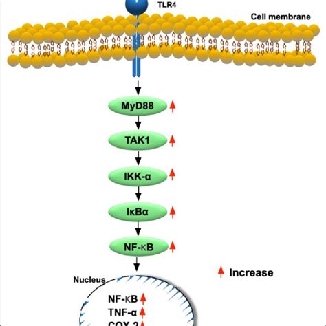 Schematic proposed mechanism of inflammatory downstream signaling ... 