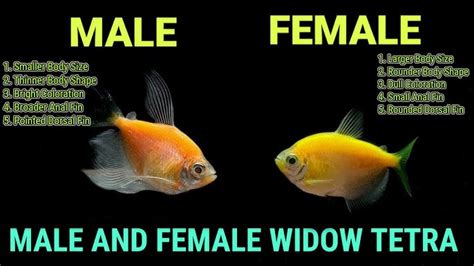 Male Vs Female Goldfish