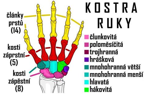 Kostra Ruky S Popisem