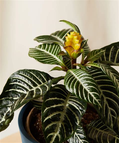 Zebra Plant | Plantastic