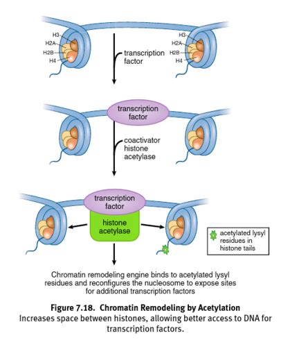 Biochemistry RNA And The Genetic Code Flashcards Quizlet