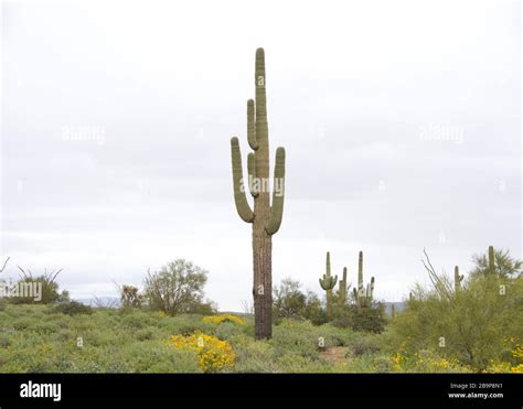 Tree Like Cactus Hi Res Stock Photography And Images Alamy