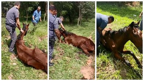 Cavalo Sinais De Maus Tratos Resgatado Por Policiais Em Birigui