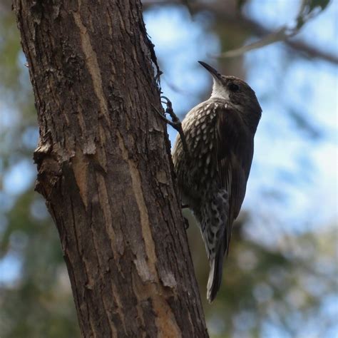 White Throated Treecreeper From Molonglo Gorge Act Australia On