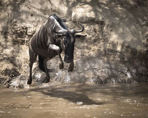 Elsen Karstad S Pic A Day Kenya Gnu Dive Mara River Kenya