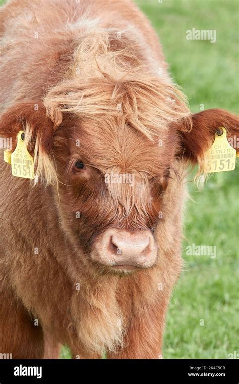 A Brown Scottish Highland Cattle On The Meadow Stock Photo Alamy