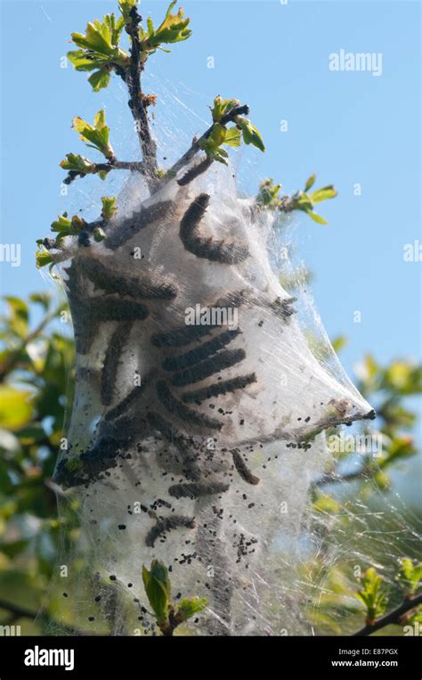 A Nest Or Web Of Brown Tailed Moth Caterpillars At Dover Kent Stock