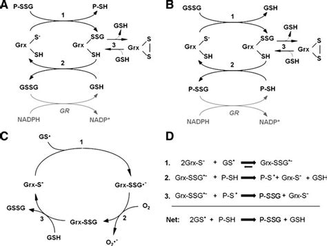 A Catalytic Mechanism Of Deglutathionylation By Human Glutaredoxins