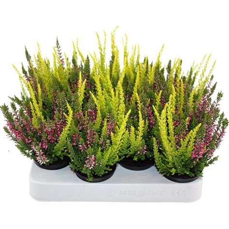 Landgard Vřes obecný Calluna vulgaris Beauty Ladies Mini Trio cca