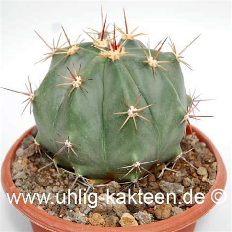 Ferocactus Pottsii Samen Uhlig Kakteen Ber Verschiedene Arten