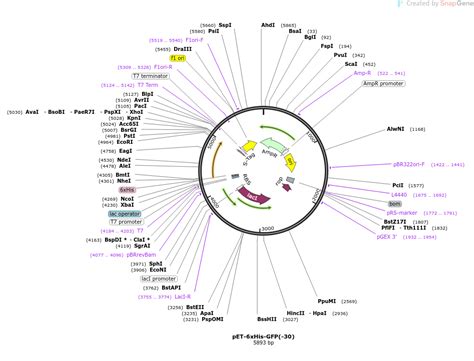 Addgene Pet Xhis Gfp