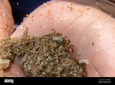 Close Up A Small Ghost Crab On Hand Macro Photography Of A Small Crab