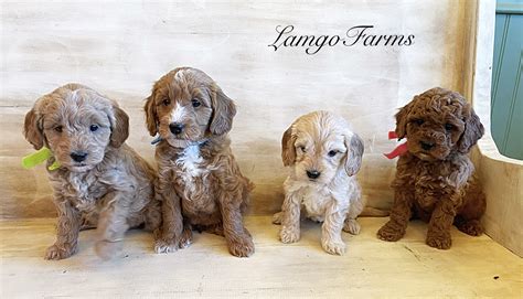 What Is An F2b Mini Goldendoodle