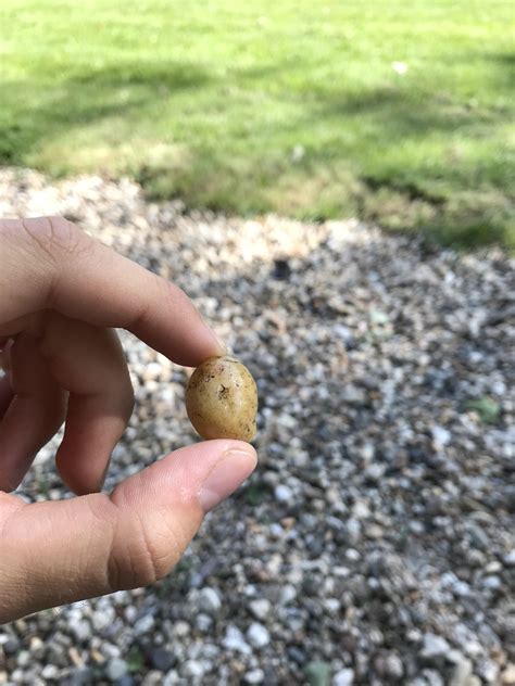 Found This Tiny Potato In The Park Today R Forbiddensnacks