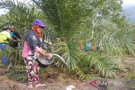 Pemerintah Dorong Inovasi Dalam Praktik Sawit Berkelanjutan ANTARA News