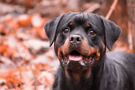 200 Free Rottweiler And Dog Photos Pixabay