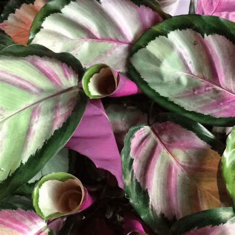 Calathea roseopicta 'Rosy' - HappyForestStore