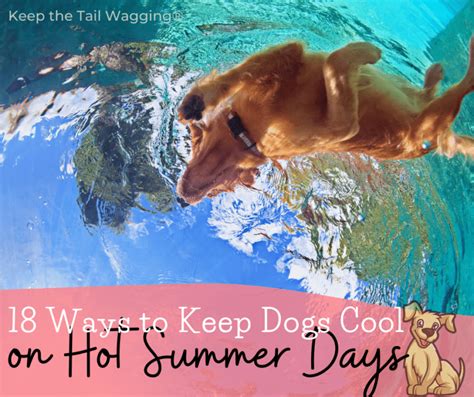 how to keep my dog cool