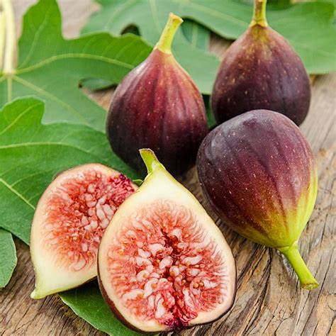 Fig, Brown Turkey - Flavor Farms