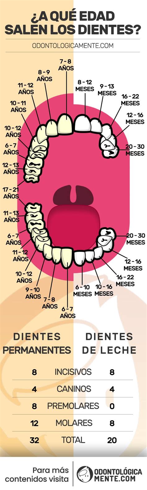 Edad de los dientes Cronología de Erupción Dental Odontologia