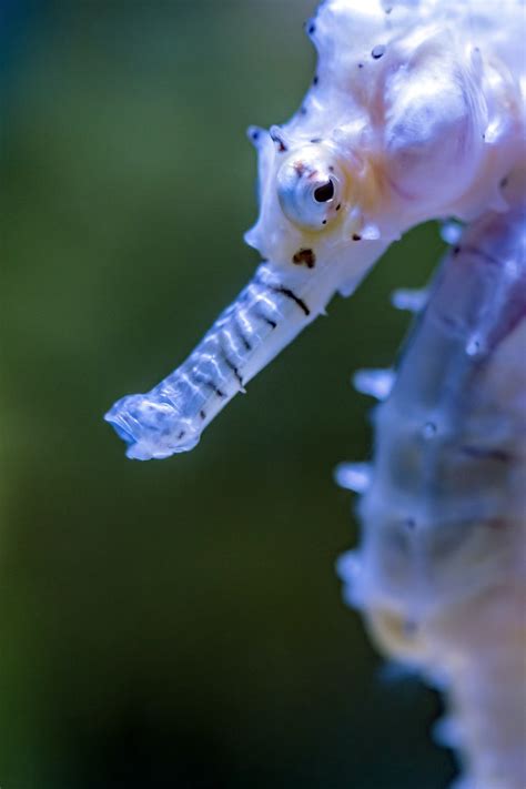 25 Grundlegende Fragen und Antworten zu Sind Axolotl Für Anfänger