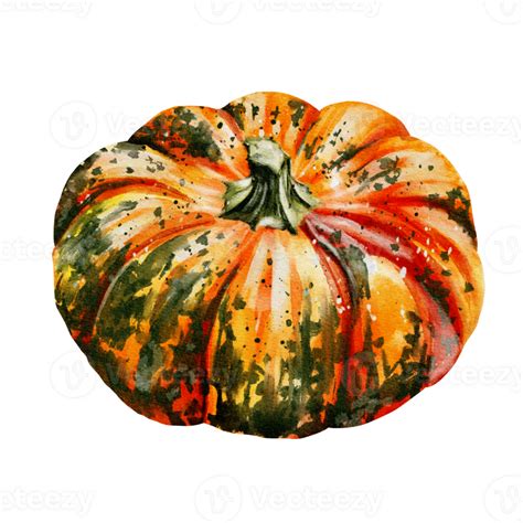 Autumn Pumpkins Watercolor 32499231 PNG