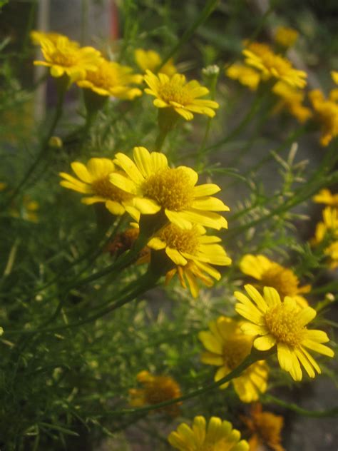 Tropical Texana: BLUE & YELLOW in THE COTTAGE GARDEN