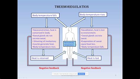 Negative Feedback Thermoregulation Youtube