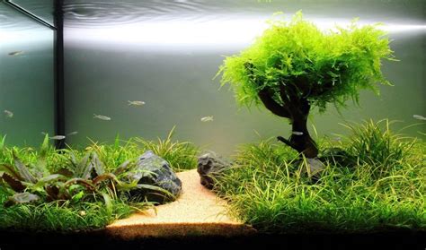 products aquarium plants