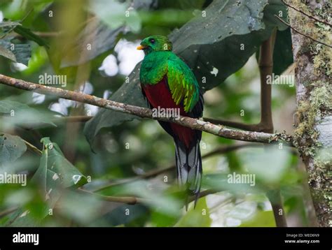 A Male White Tipped Quetzal Pharomachrus Fulgidus Perched On A Branch