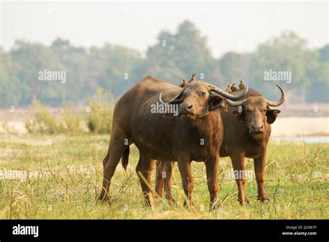 Cape Buffalo African Buffalo Hi Res Stock Photography And Images Alamy