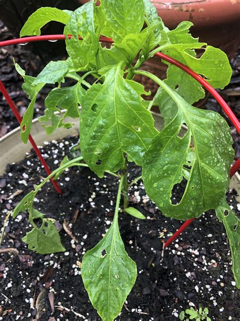 HELP! Something is eating my banana pepper plant. : r/plantclinic