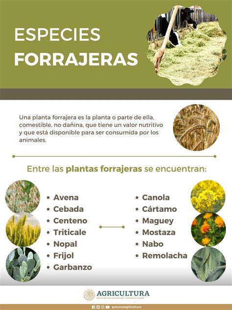 Agricultura On Twitter Entre Los Forrajes M S Conocidos Se Encuentran