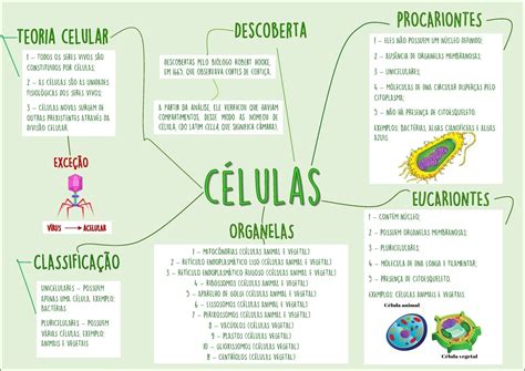 Mapas Mentais Sobre Teor A Celular Study Maps