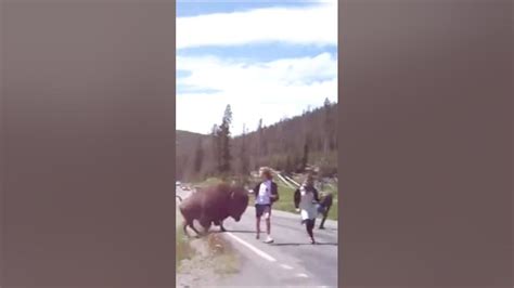 Insane Bison Charges Tourists At Yellowstone National Park 😱 Closecall