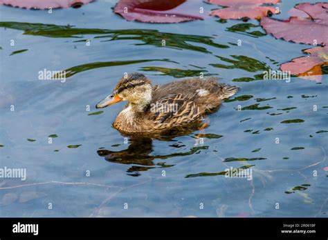 Wild Duck Swimming In Lake Water Birds Stock Photo Alamy