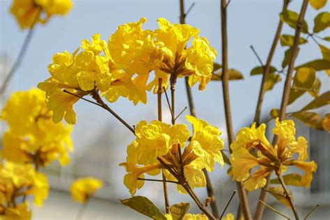 今天带您云赏花市区这片黄花风铃木开了漫天金黄让人心醉