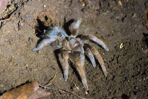 Costa Rican Horned Tarantula From Provinz Guanacaste Costa Rica On