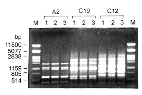 Rapd Patterns Generated With Erwinia Amylovora Strains Using Primers