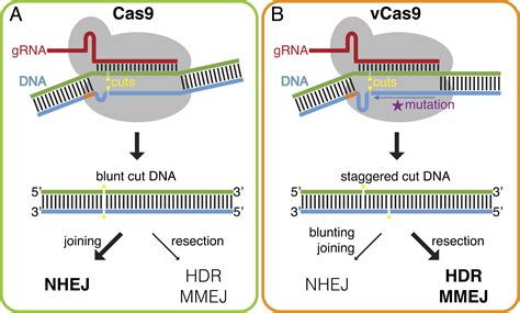 Altered Dna Repair Pathway Engagement By Engineered Crispr Cas