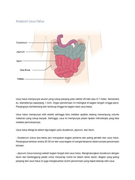 Anatomi Usus Halus | PDF