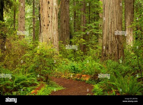 Coast Redwood Sequoia Sempervirens Forest With South Fork Trail