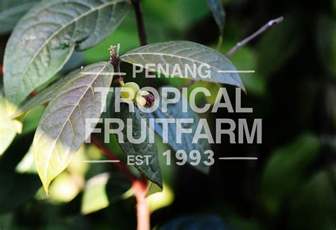 Araca Boi - Penang Tropical Fruit Farm