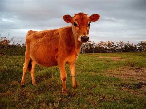 Red Heifer | Torah and Science