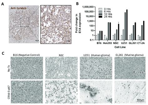 The Murine Gl Cell Line Supports Replication Of The Human Adenovirus