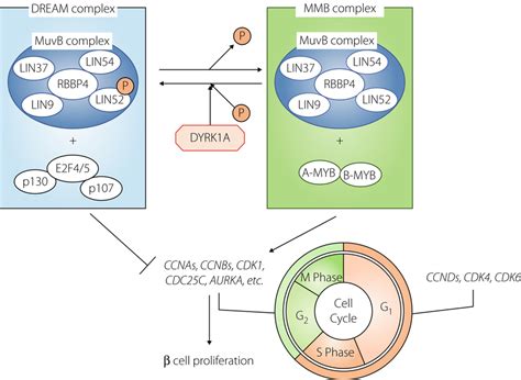 Dream Complex And The Regulation Of Beta‐cell Proliferation The Muvb