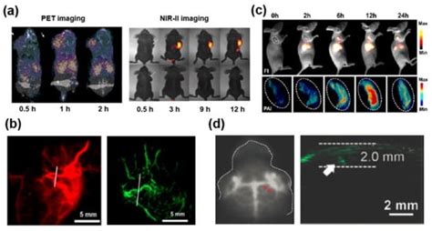 Biosensors Free Full Text Nir Ii Fluorescent Probes For